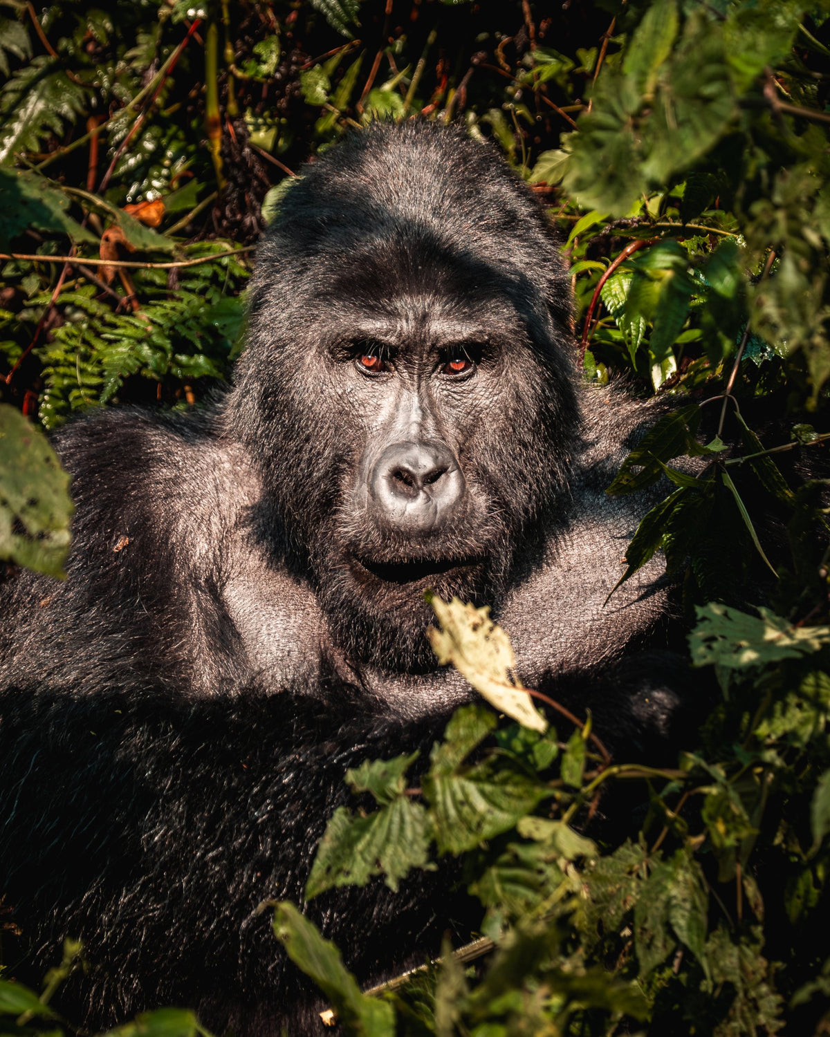 Silverback in Sun — Wild Ginga print