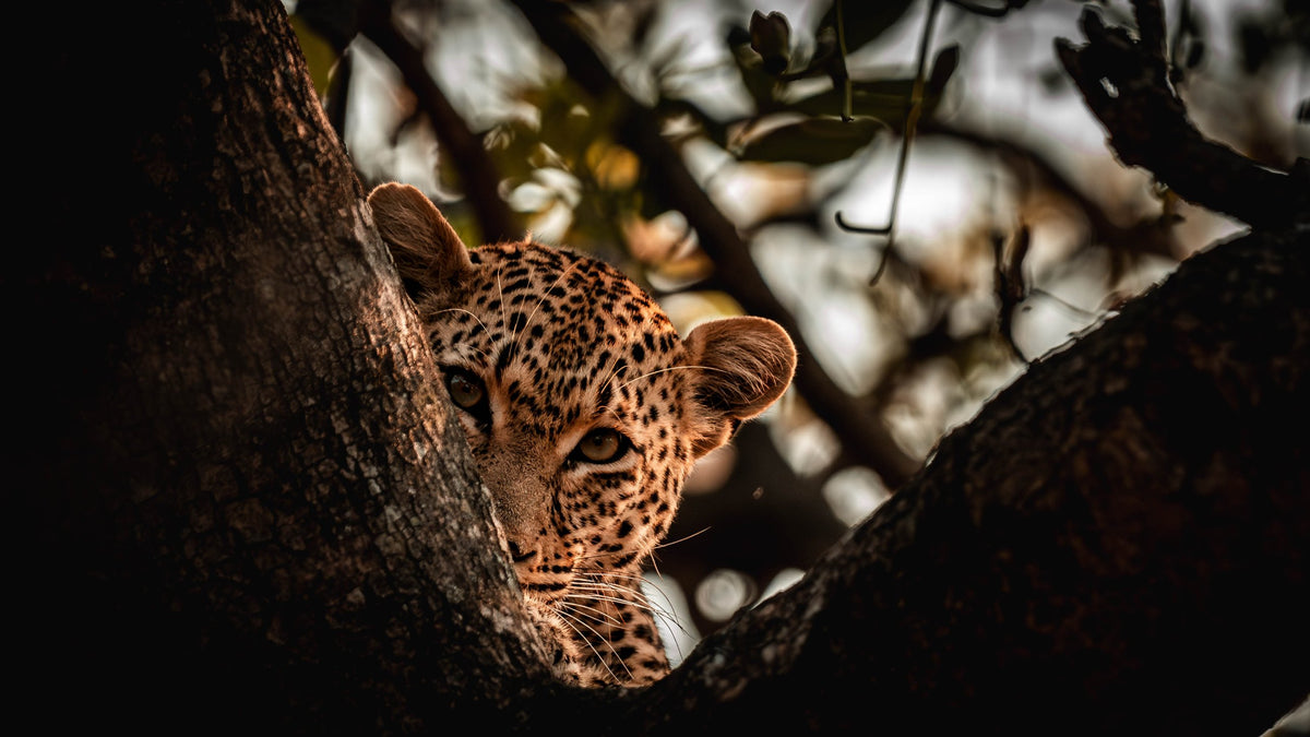 Half Seen — Wild Ginga print