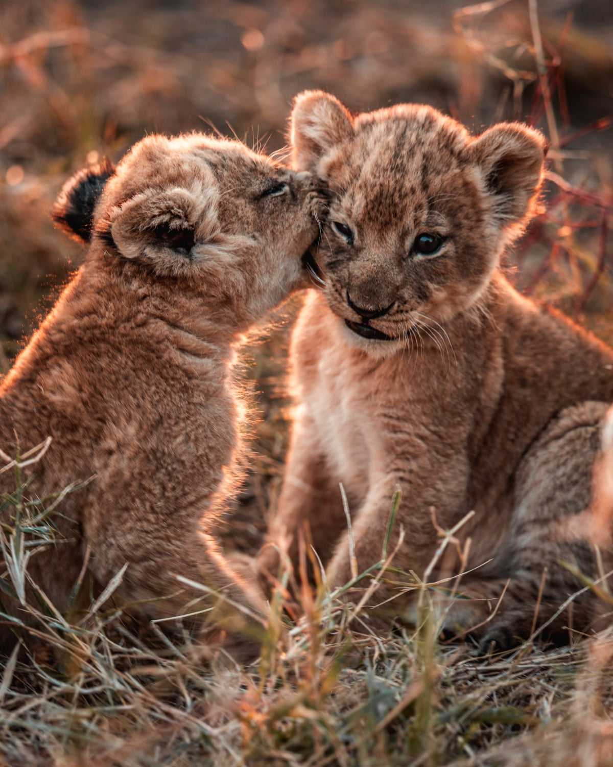 Cub Kiss — Wild Ginga print