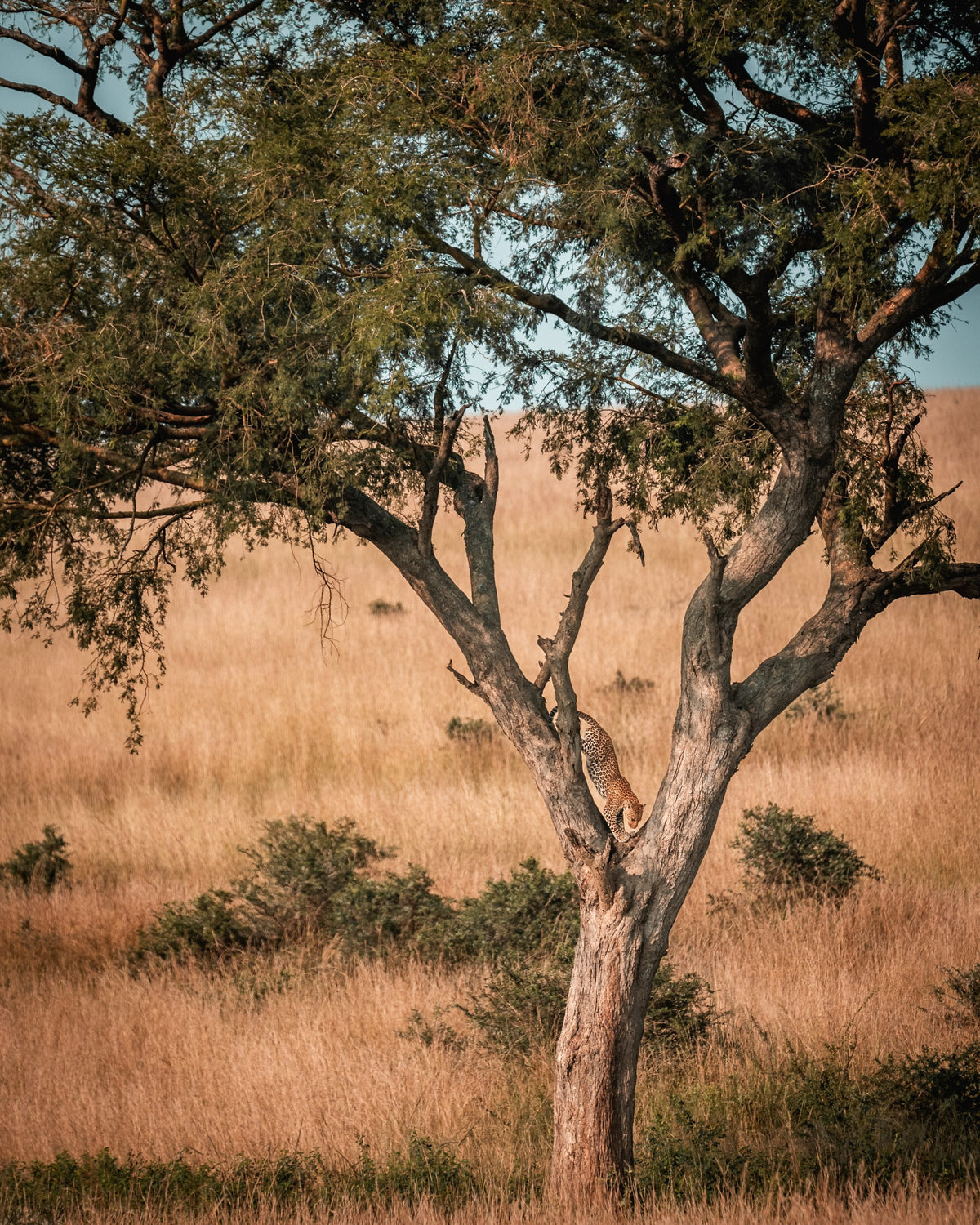 The Descent — Wild Ginga print