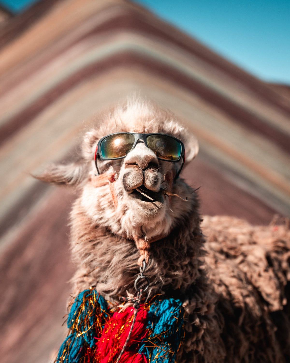 Shades On — Wild Ginga print