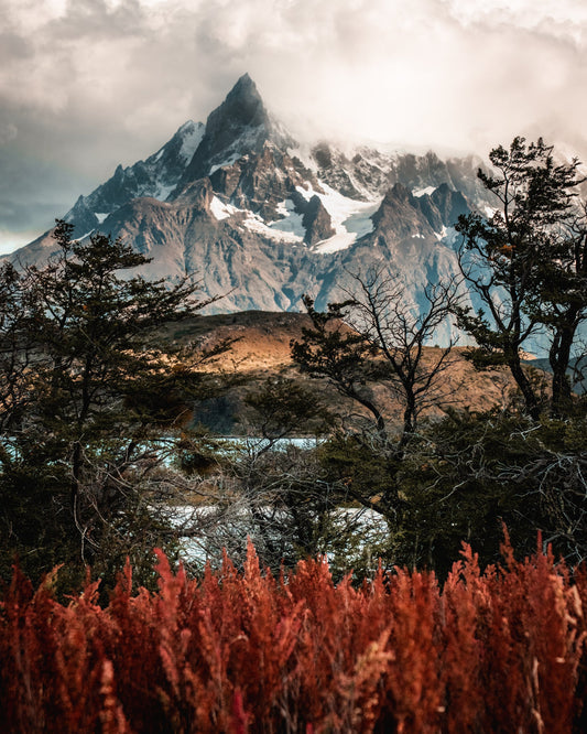 Peak Through the Trees — Wild Ginga print