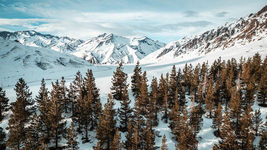 Pines Below the Peaks — Wild Ginga print