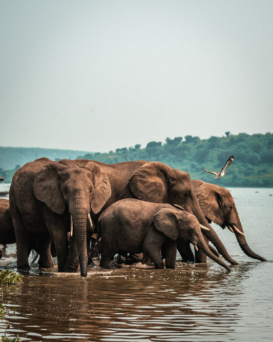 Wading Herd — Wild Ginga print