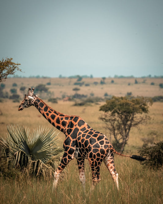 Palm Walk — Wild Ginga print