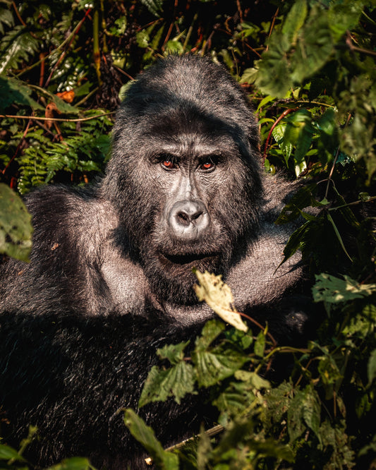 Silverback in Sun — Wild Ginga print