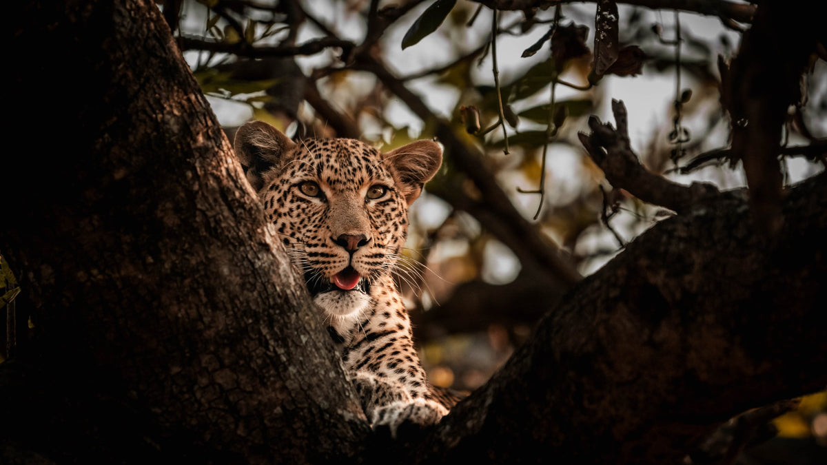 In the Fork — Wild Ginga print