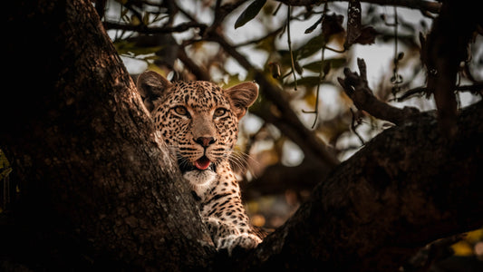 In the Fork — Wild Ginga print
