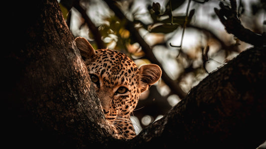 Half Seen — Wild Ginga print
