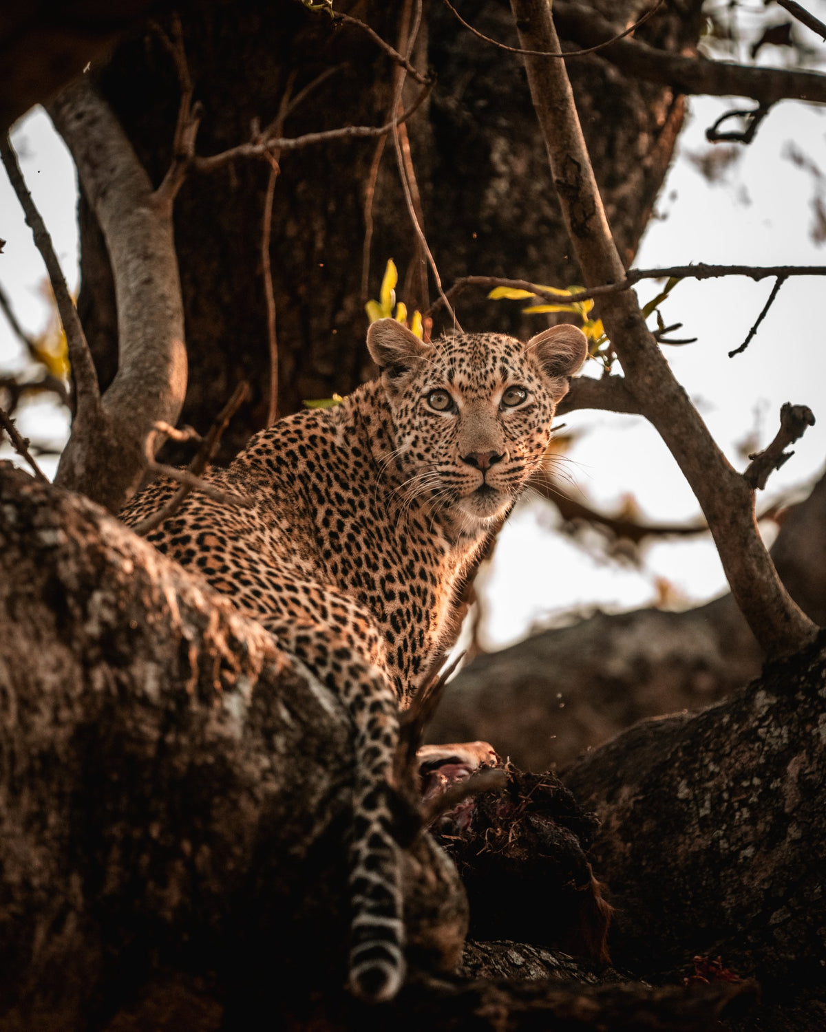 Guarding the Kill — Wild Ginga print