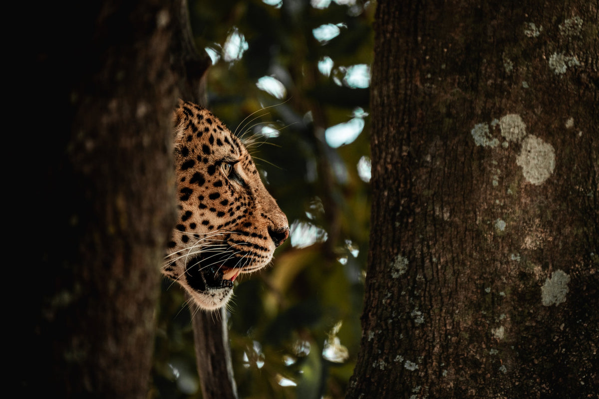 Profile in Shadow — Wild Ginga print