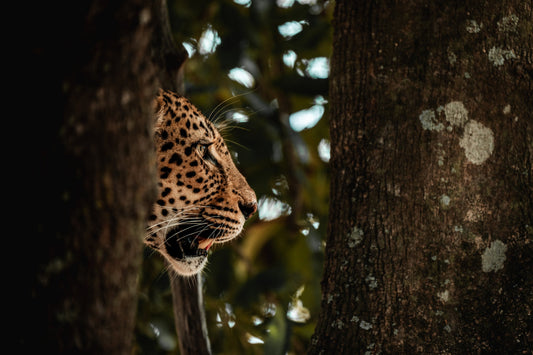 Profile in Shadow — Wild Ginga print