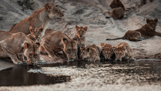 Pride at the Pool — Wild Ginga print
